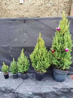 Живая ель Коника канадская