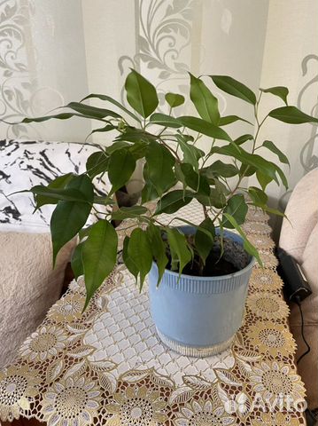 Бенджамина