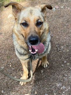 Собака в добрые руки