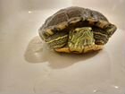 Боевая черепаха ищет очешуенных хозяев объявление продам