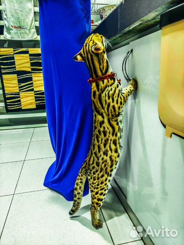 Азиатские леопардовые кошки,коты,котята. алк