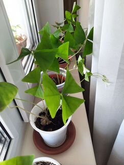 Оксалис зеленый Кислица Бабочки Клевер