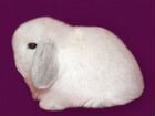 Декоративный кролик домашний mini