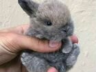 Карликовый кролик мини