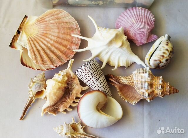 Морские раковины для дизайна интерьера
