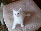 Котенок белый пушистый мальчик объявление продам