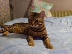 Бенгальский кот. вязка
