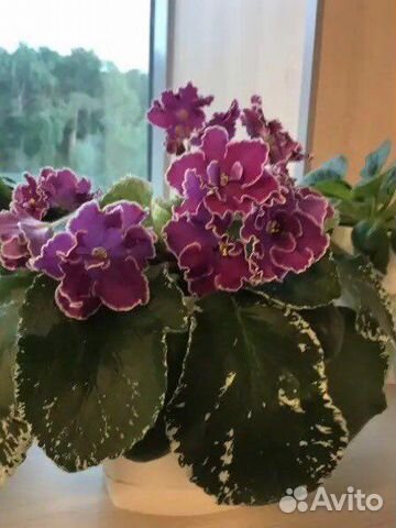 Сортовые фиалки узамбарские, сенполии