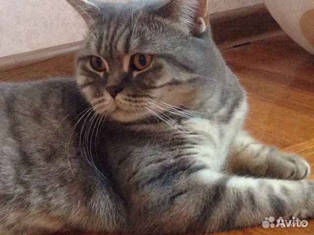 Британка голубое золото в любящие руки