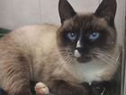 Выбросили тайского домашнего котика объявление продам