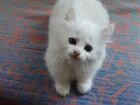 Кошечка белая пушистая объявление продам