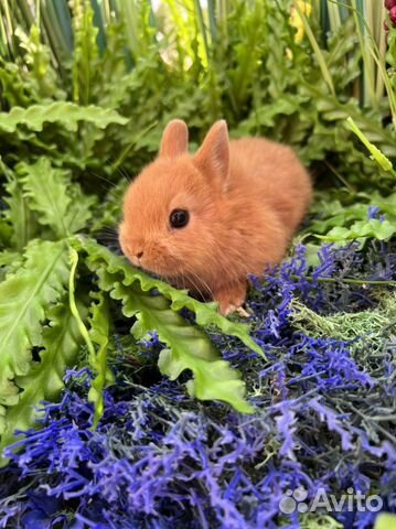 Кролики ручные ласковые