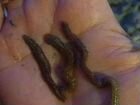 Нереис, морской лиманный червь (в наличии)
