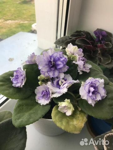 Комнатные цветы