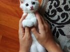 Бобтейл меконгский котик объявление продам