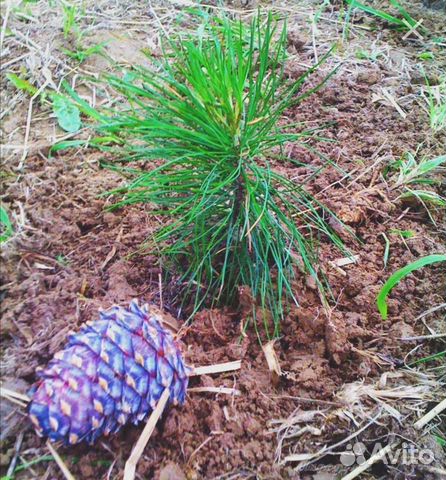 Саженцы кедра