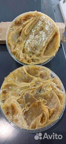 Дикий Мёд (Бортевой) 2022