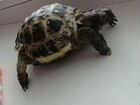 Черепаха сухопутная маленькая объявление продам