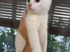 Белоснежный котенок с голубыми глазами объявление продам