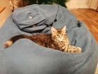 Котята Мейн-кун продажа объявление продам