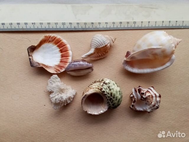 Ракушки, фигурки сувенирные