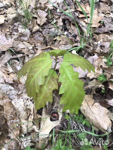 Саженцы канадского дуба, клёнодуб, красный дуб