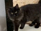 Сибирский котенок черный пушистый 6 месяцев объявление продам