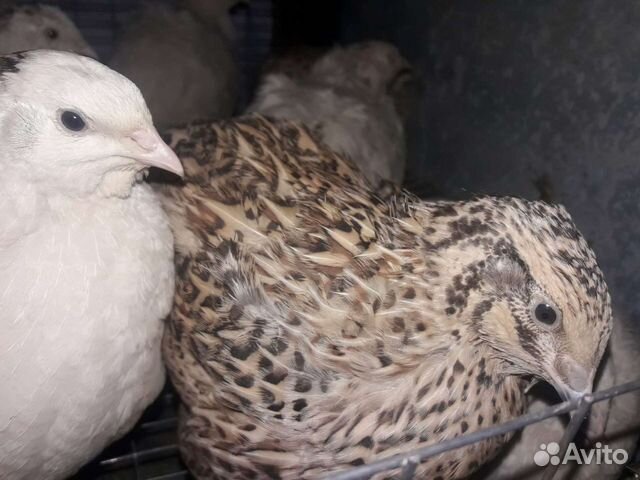 Перепела Техасцы и Фениксы Яйцо