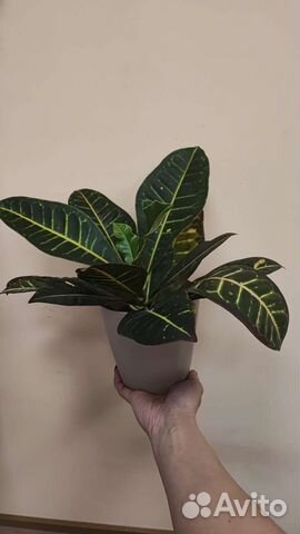 Кодиеум кротон