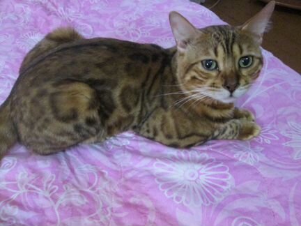 Домашняя передержка кошек