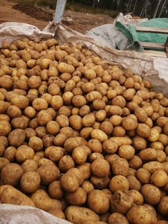 Семенной картофель Гала рс-2 высокого качества - фотография № 2