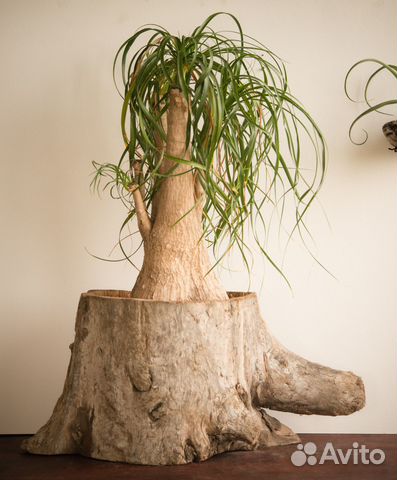 Бокарнея нолина в деревянном горшке ручной работы