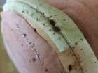 Уничтожение клопов травля тараканов объявление продам