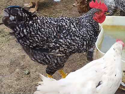 Купить недорого птиц 🐦 в Бокситогорске: попугаи, куры, голуби 