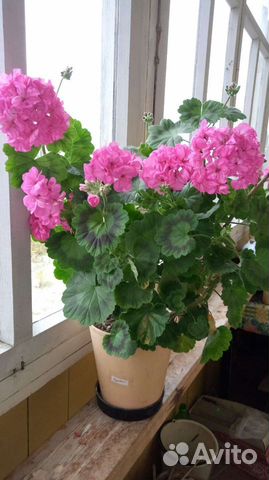 Пеларгония герань