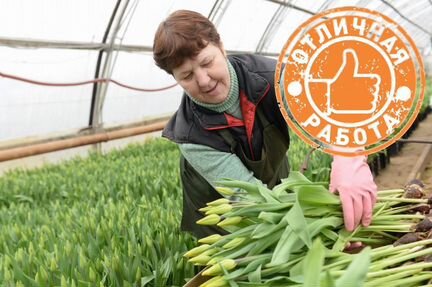 Вахта в Москве упаковщик тюльпанов в теплице