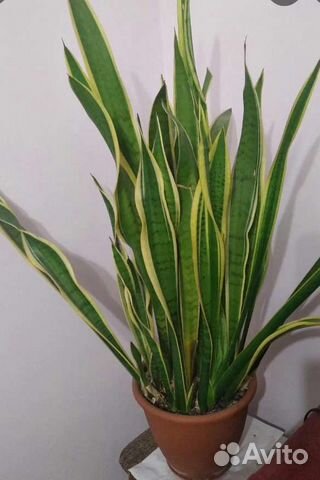 Комнатные цветы -Сансевиерия-Щучий хвост