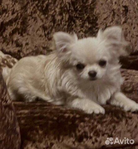 Кобель чихуахуа для вязки