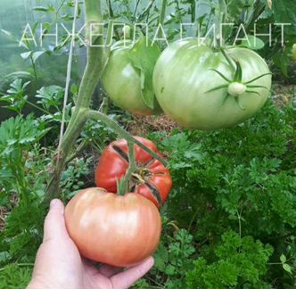 Семена коллекционных томатов