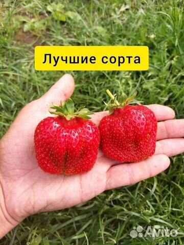 Саженцы клубники (Виктории, земляники садовой)