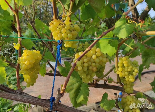 Саженцы, цветы многолетники