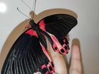 Живая тропическая бабочка