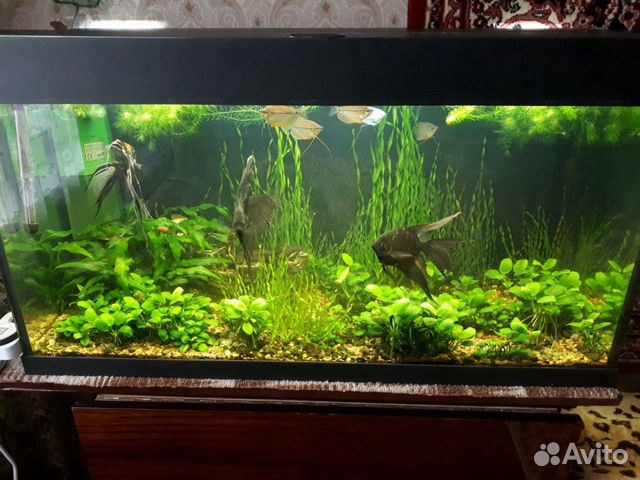 Аква растения Анубиас,Валистнерия,Крептокорина