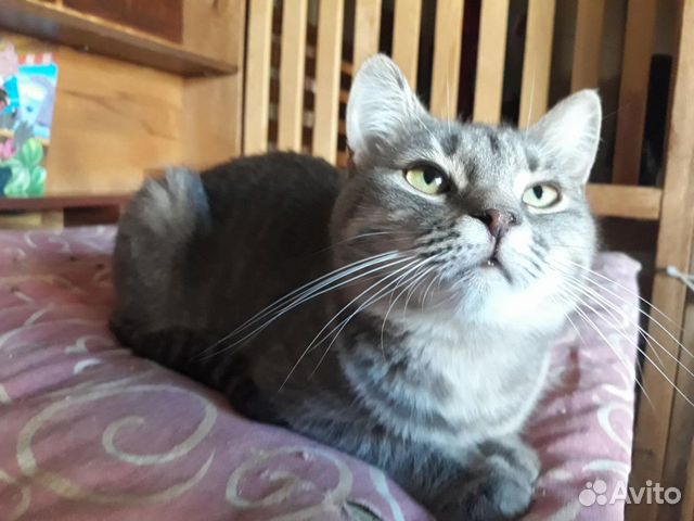 Ласковая Лиза ищет добрые руки, стерилизованная