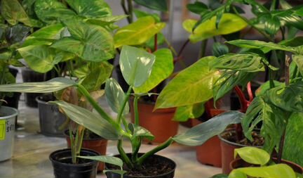 Выставка цветов в Краснодаре 16 сентября 2023г