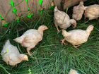 Цыплята бройлеры росс-308 3-х недельного возраста
