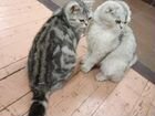 Шотландский вислоухий (фолд) кот вязка объявление продам