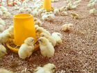 Суточные цыплята,гусята, утята, индюшата на 2022г объявление продам