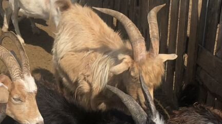 Бараны овцы ягнята козлы козы - фотография № 3
