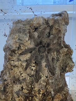 Паук птицеед Psalmopoeus pulcher